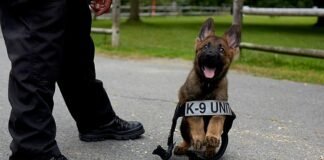 Perros K-9 de Boston que no entran al servicio encuentran hogares en un programa de adopción