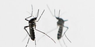 China despliega mosquitos caníbales para combatir casos de chikungunya