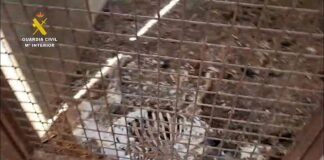 Indignación en España tras el hallazgo de 32 perros de caza muertos por sed e inanición