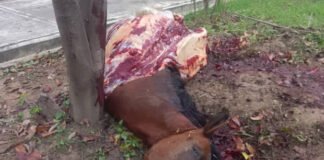 Localizan desmembrado a un caballo en escuela de Aragua