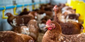 China prohíbe la importación de productos avícolas de España por los brotes de gripe aviar