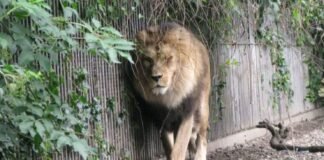 Zoológico de Dinamarca pide donaciones de mascotas no deseadas para alimentar a sus depredadores