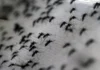 Hallan en Venezuela una nueva especie de mosquito capaz de transmitir malaria en humanos