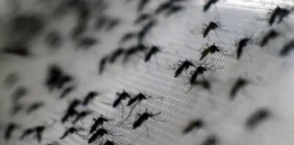 Hallan en Venezuela una nueva especie de mosquito capaz de transmitir malaria en humanos