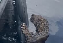 Dramático rescate de un jaguar baleado en la cabeza en el Amazonas