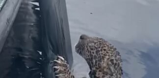 Dramático rescate de un jaguar baleado en la cabeza en el Amazonas