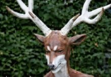 Hombre de Carolina del Sur que se autoidentifica como venado es accidentalmente herido por cazadores