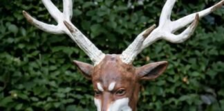 Hombre de Carolina del Sur que se autoidentifica como venado es accidentalmente herido por cazadores