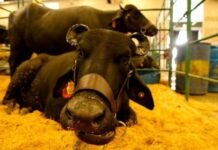Criabufalos: Apure acoge la feria bufalera más grande del mundo con 600 animales en juzgamiento