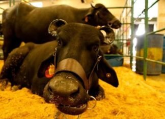 Criabufalos: Apure acoge la feria bufalera más grande del mundo con 600 animales en juzgamiento
