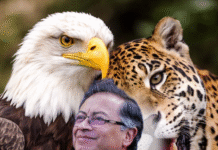 Redes estallan contra un Petro conciliador tras mensaje a Trump: del tono combativo al discurso domado