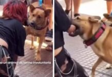 Imitó a un perro y fue mordida: la paradoja del Therian