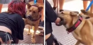 Imitó a un perro y fue mordida: la paradoja del Therian