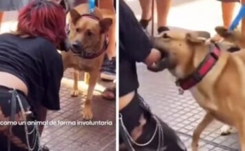 Imitó a un perro y fue mordida: la paradoja del Therian